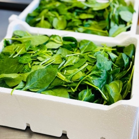 Jehněčí kolínko  Fotka 18